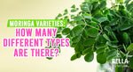 Moringa Varieties: How Many Different Types Are There?